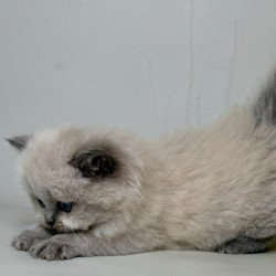 Munchkin Savage