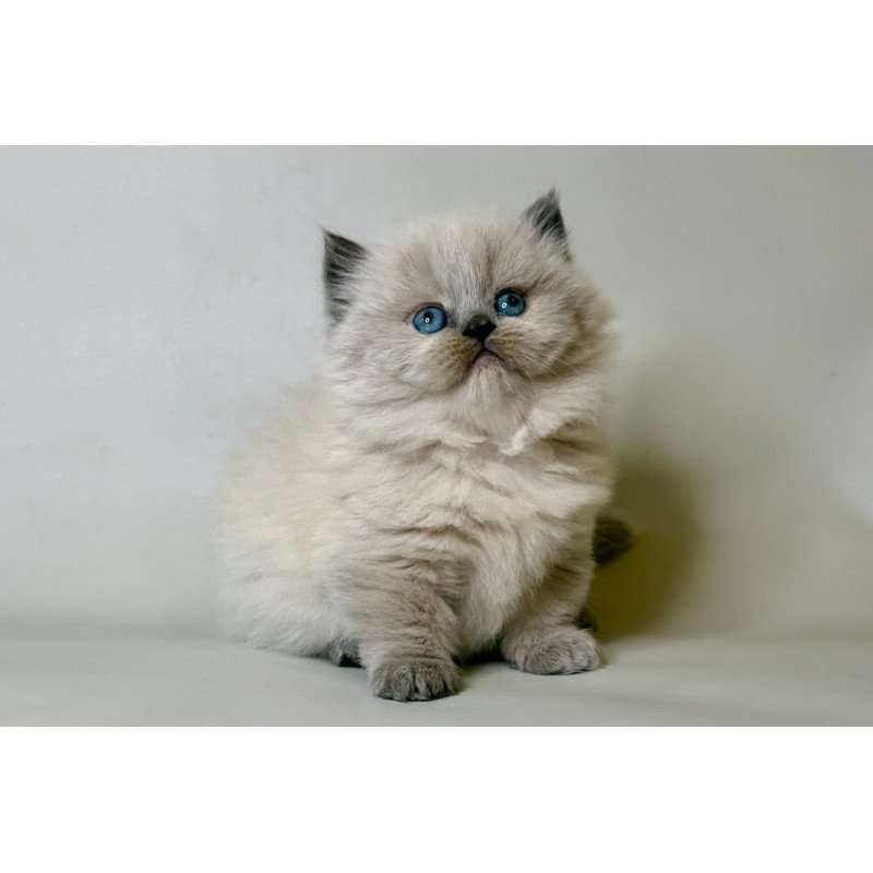 Munchkin Savage
