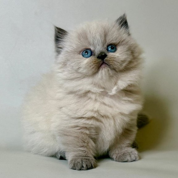 Munchkin Savage
