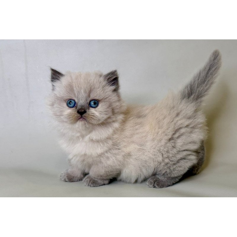 Munchkin Savage