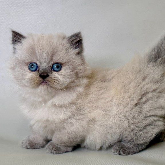 Munchkin Savage