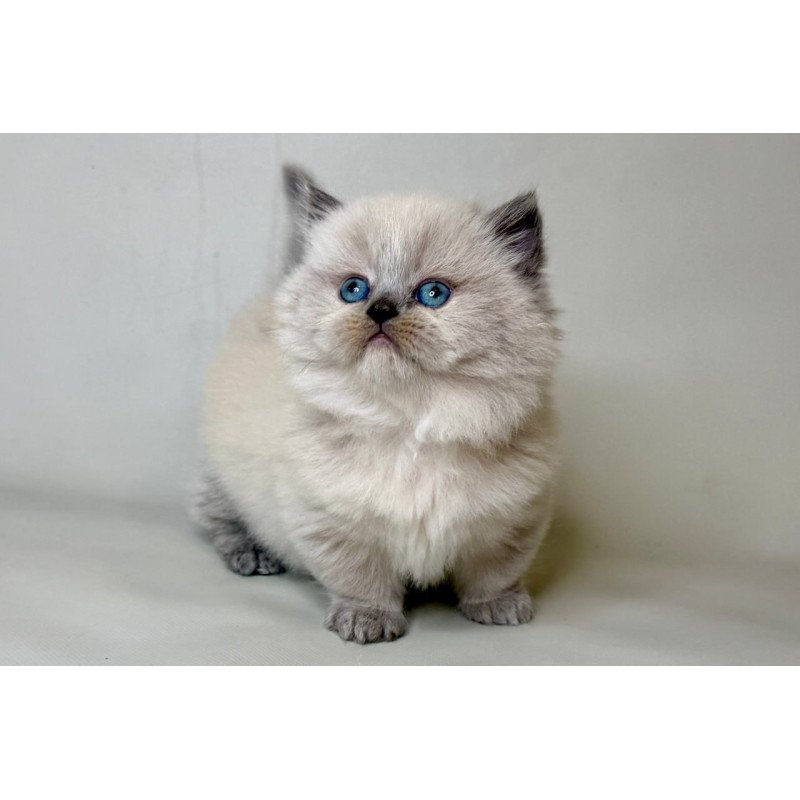 Munchkin Savage