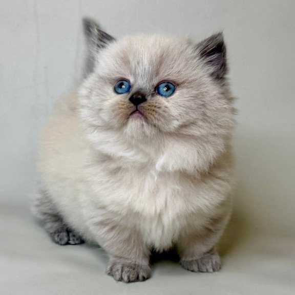 Munchkin Savage