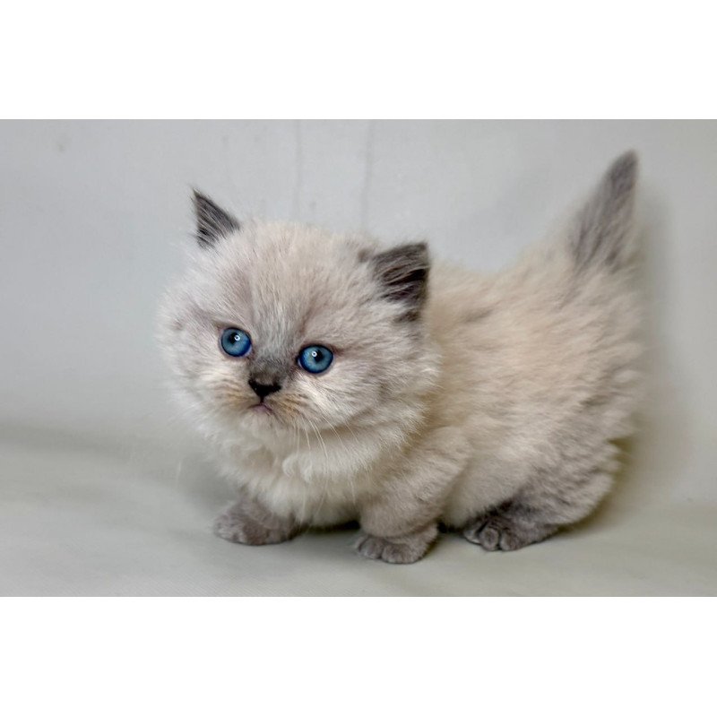 Munchkin Savage