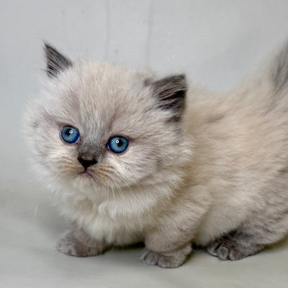Munchkin Savage