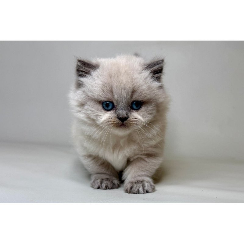Munchkin Savage