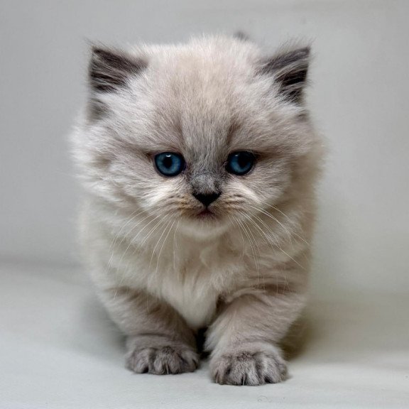 Munchkin Savage