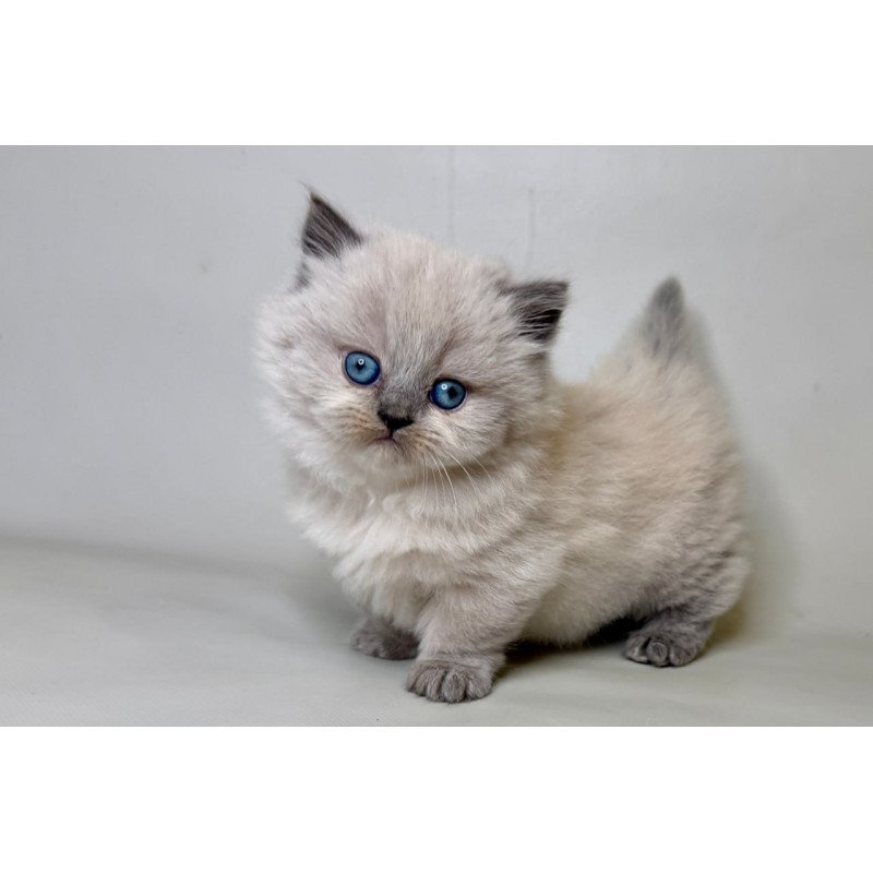 Munchkin Savage