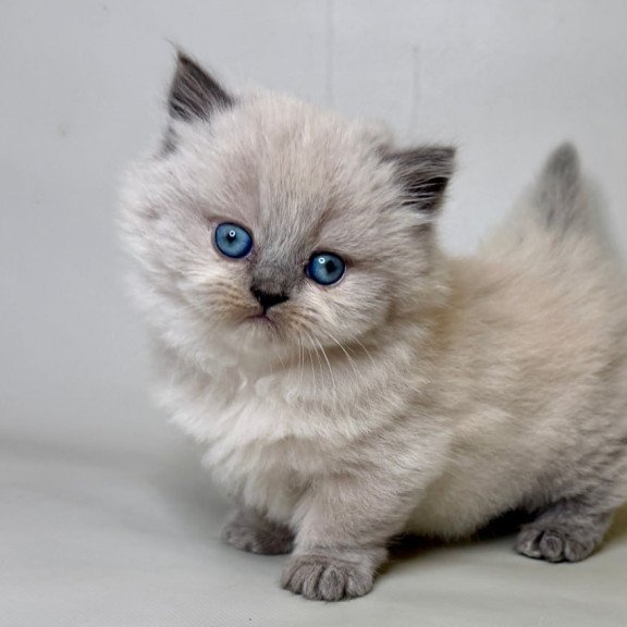 Munchkin Savage