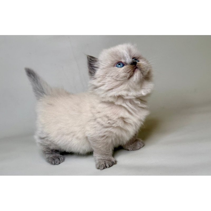 Munchkin Savage