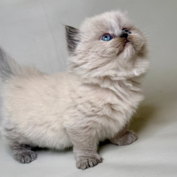 Munchkin Savage
