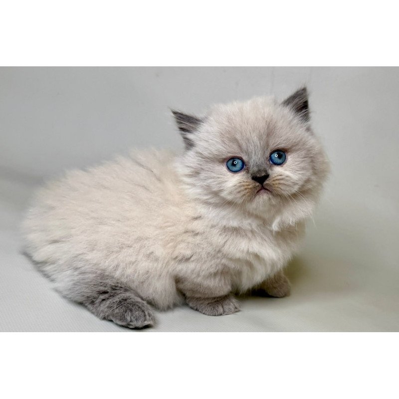 Munchkin Savage