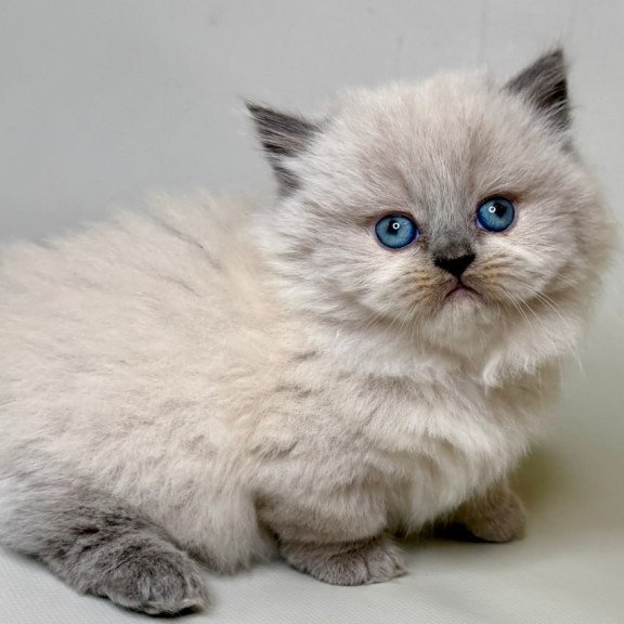 Munchkin Savage