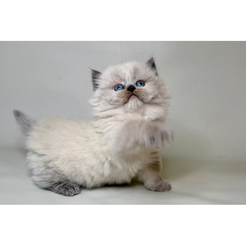 Munchkin Savage