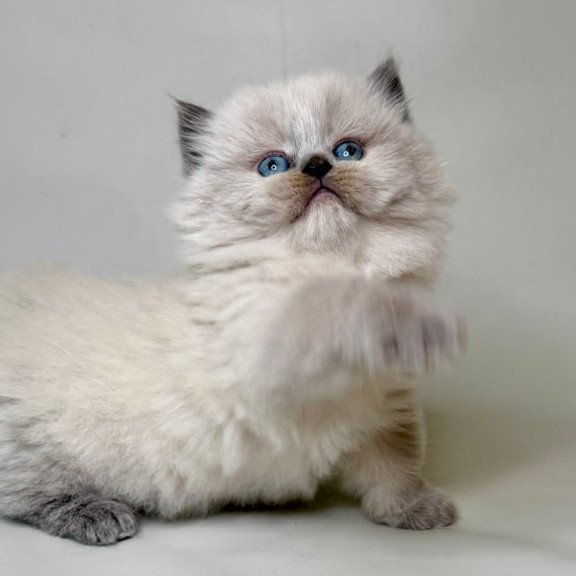 Munchkin Savage