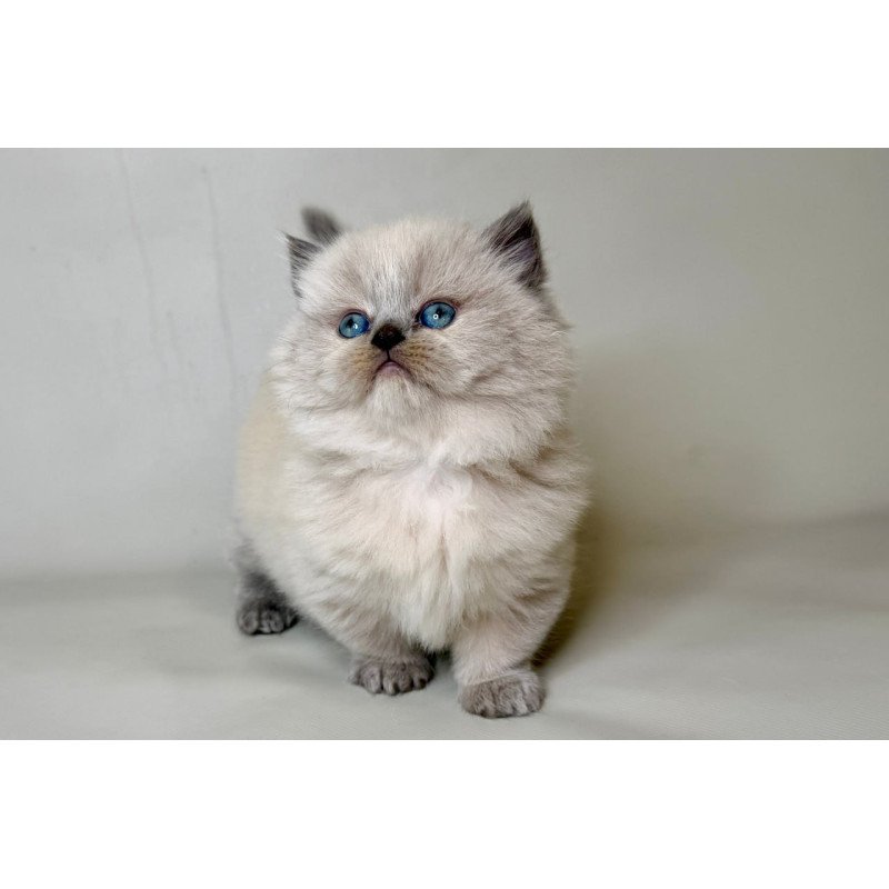 Munchkin Savage