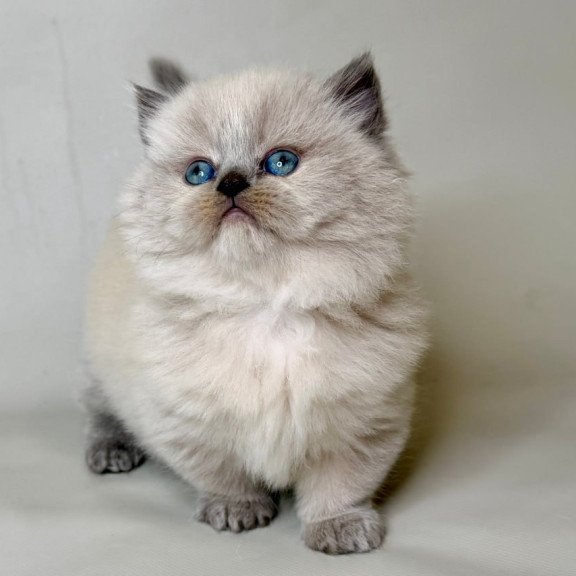 Munchkin Savage