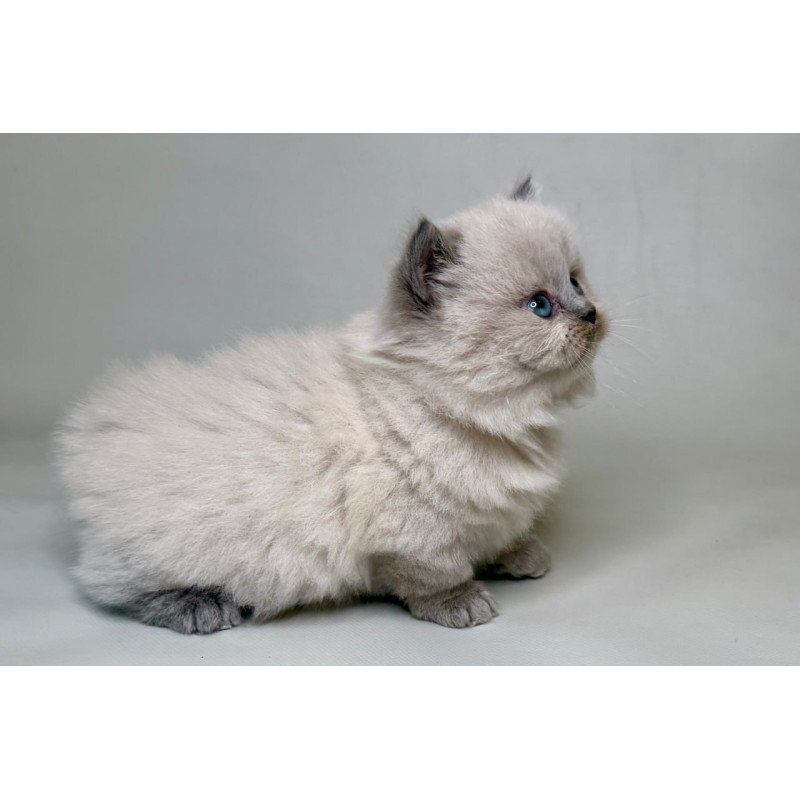 Munchkin Savage