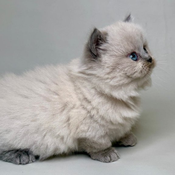 Munchkin Savage