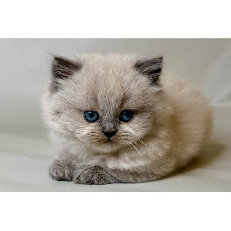 Munchkin Savage