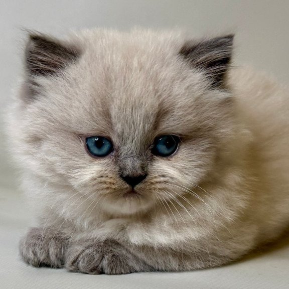 Munchkin Savage