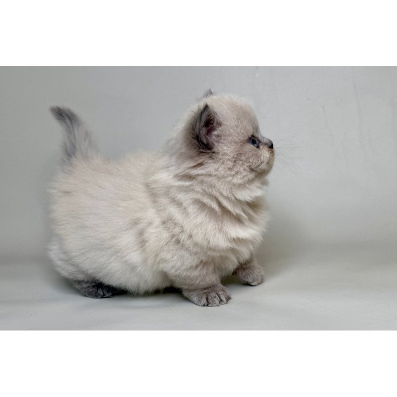 Munchkin Savage