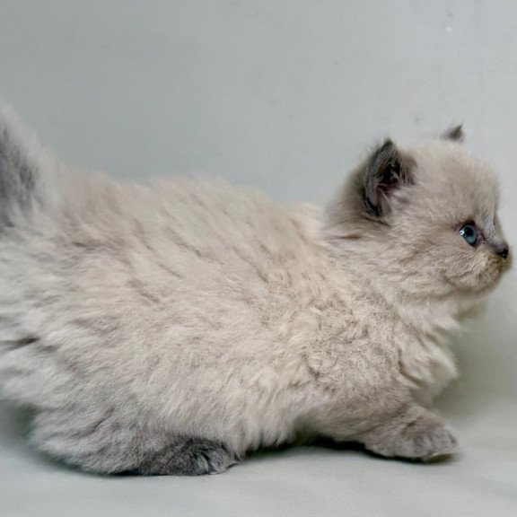 Munchkin Savage