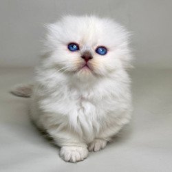 Munchkin Stormy