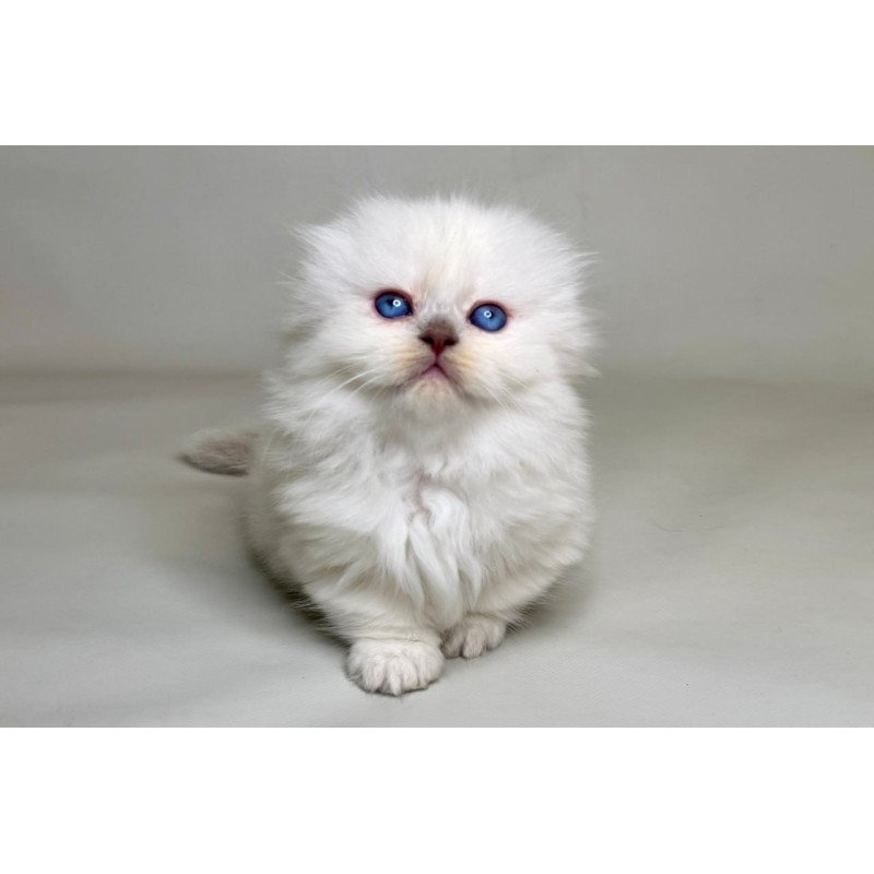 Munchkin Stormy