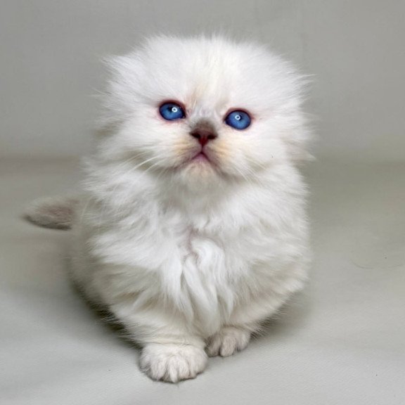 Munchkin Stormy
