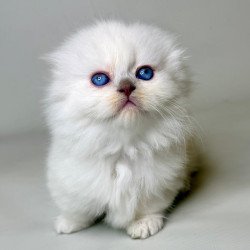 Munchkin Stormy