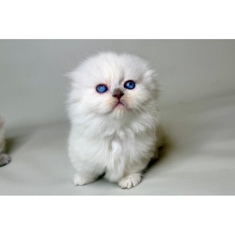 Munchkin Stormy