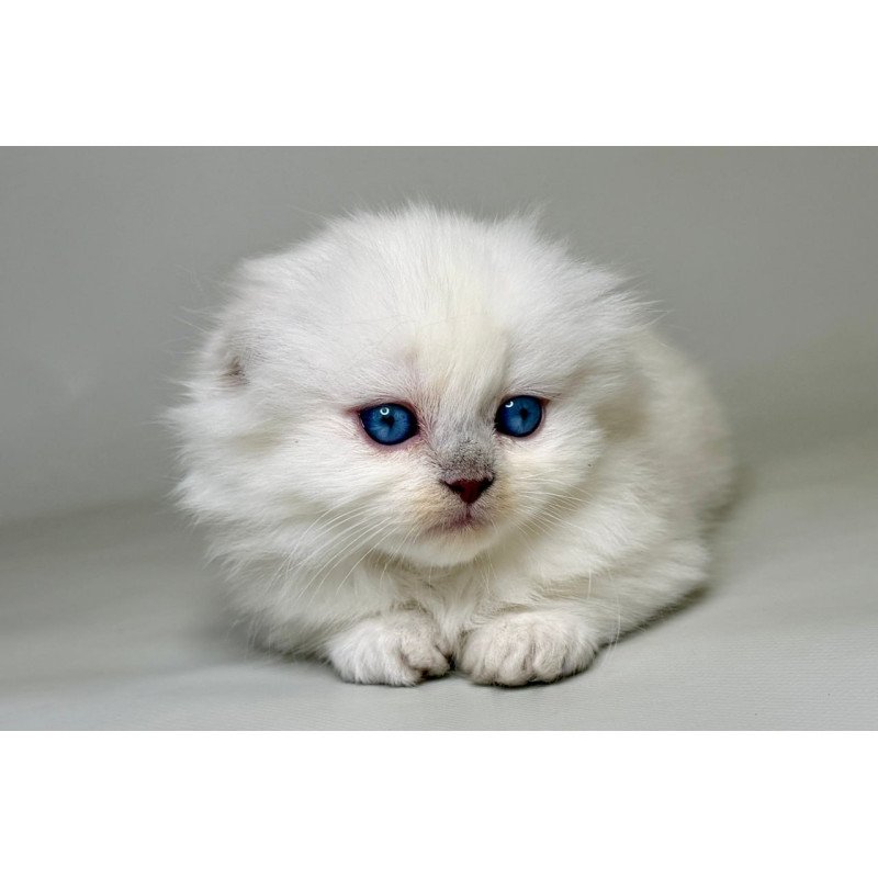Munchkin Stormy