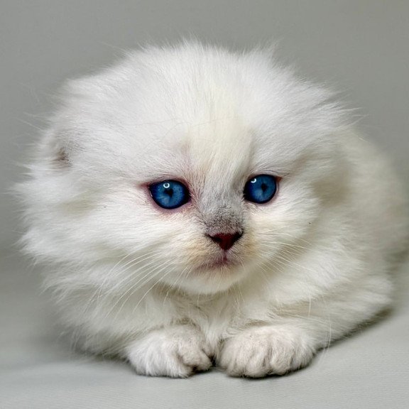 Munchkin Stormy