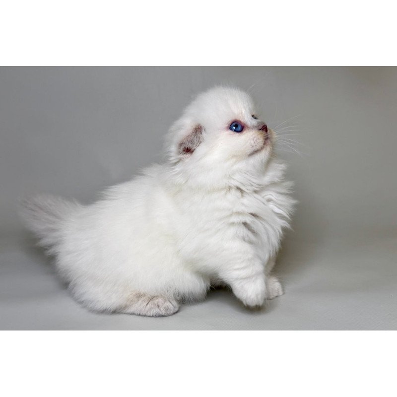 Munchkin Stormy