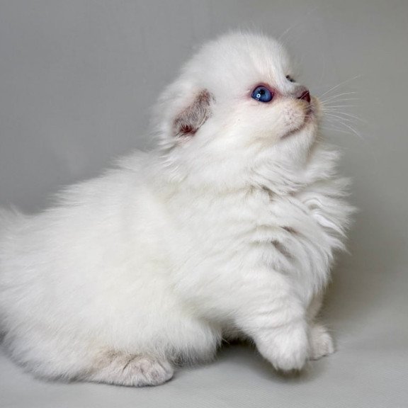 Munchkin Stormy