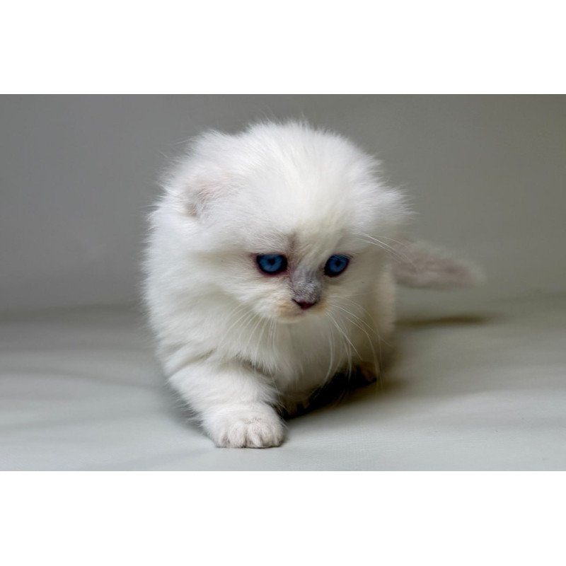 Munchkin Stormy