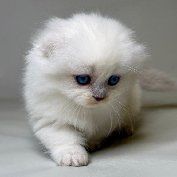 Munchkin Stormy