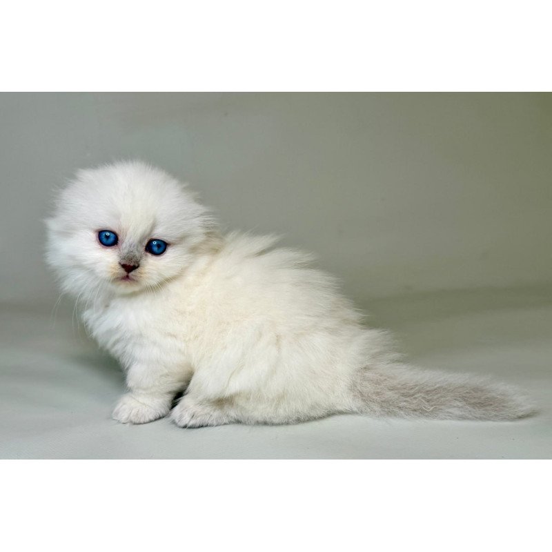 Munchkin Stormy