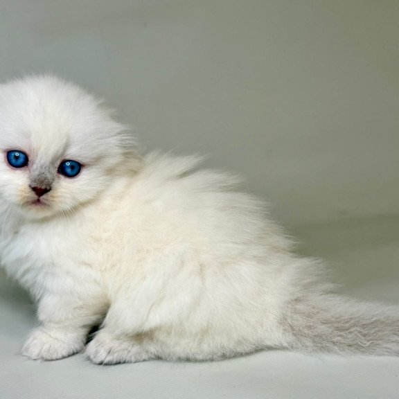 Munchkin Stormy