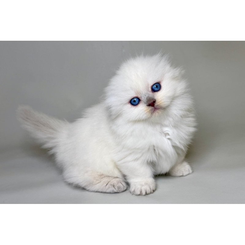 Munchkin Stormy