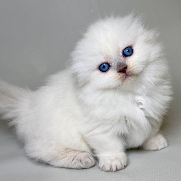 Munchkin Stormy