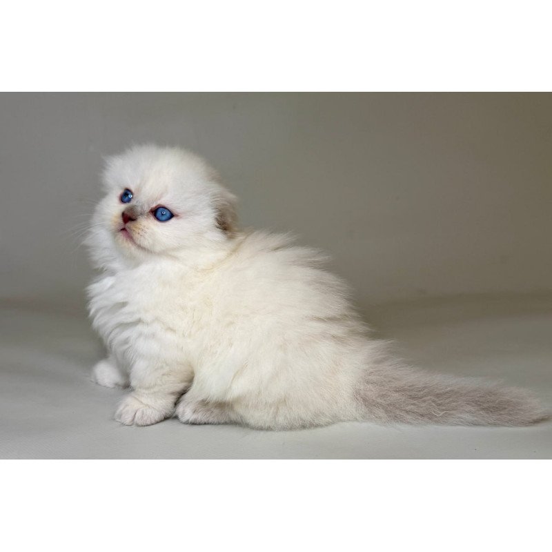 Munchkin Stormy