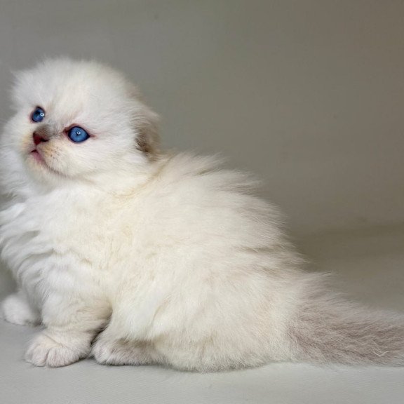 Munchkin Stormy