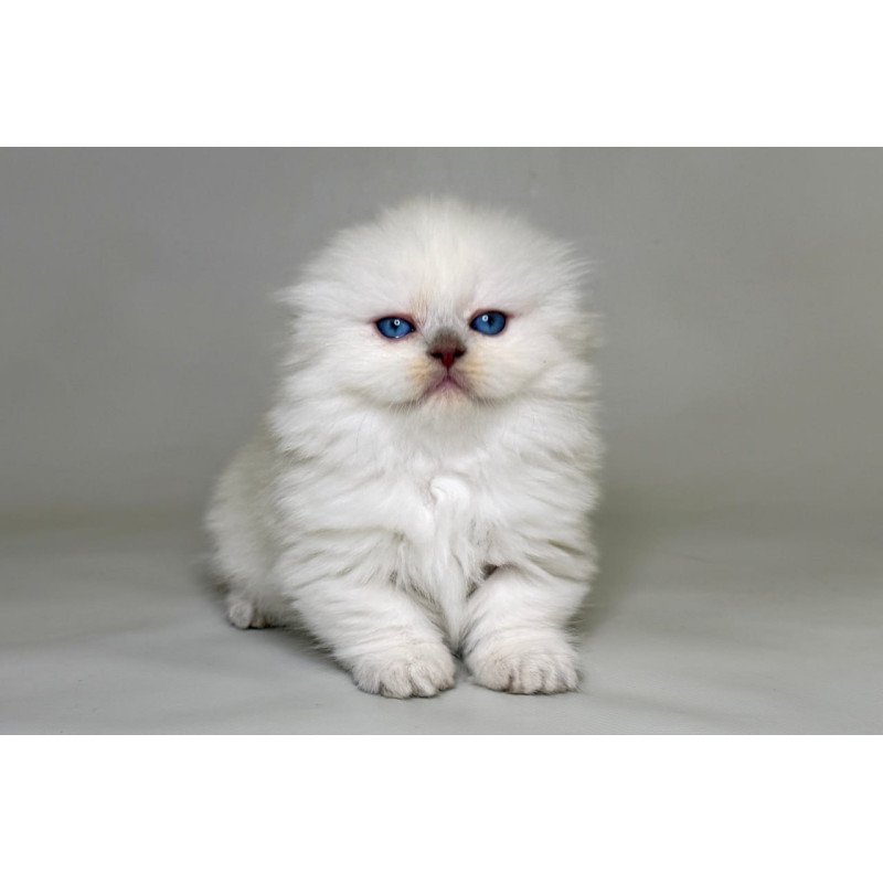 Munchkin Stormy