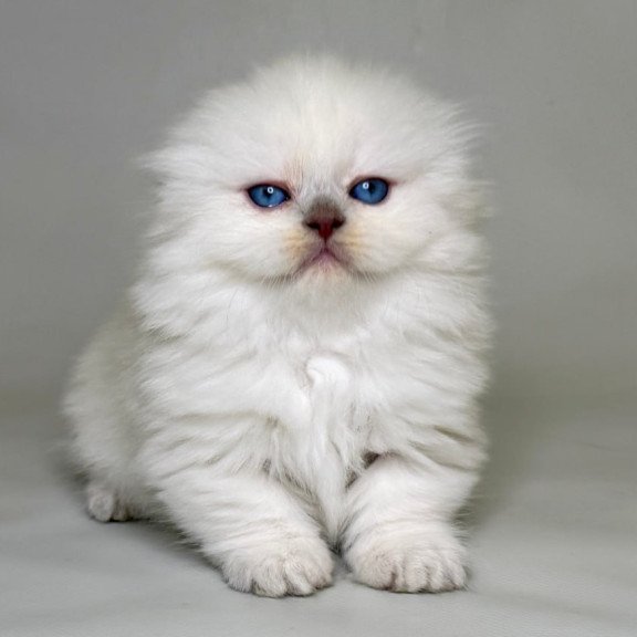 Munchkin Stormy