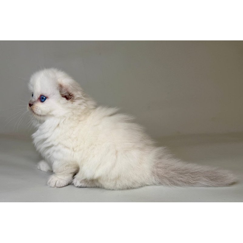 Munchkin Stormy