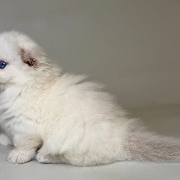 Munchkin Stormy
