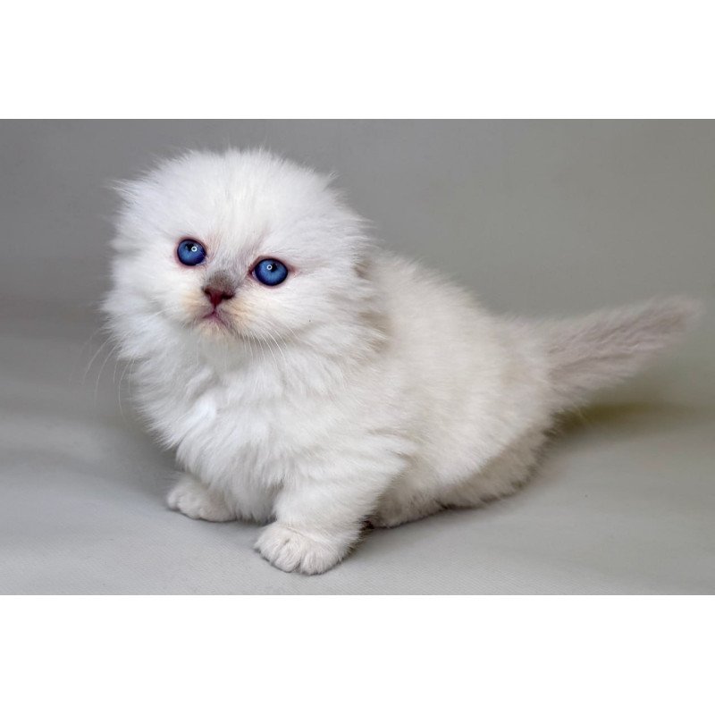 Munchkin Stormy