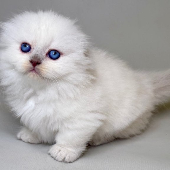 Munchkin Stormy
